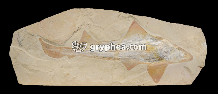Squale fossile (Liban) - gryphea.com